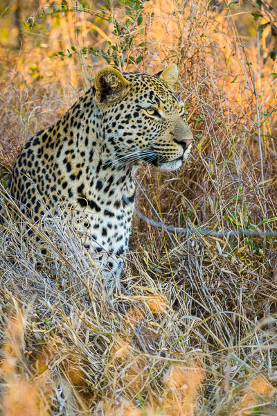 leopard 